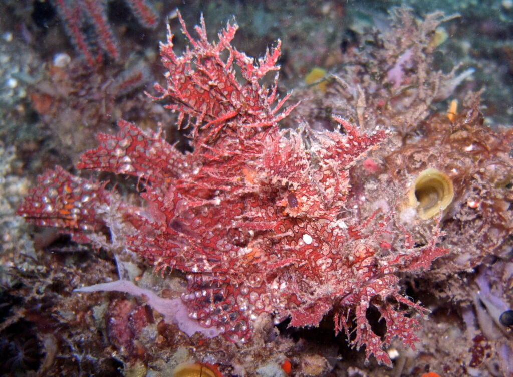 Tauchen in Bunaken und Lembeh - Rhinopia
