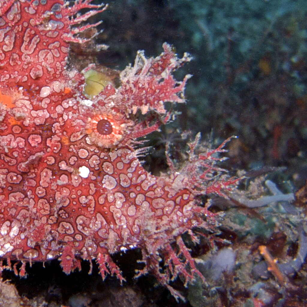 Rhinopia beim Tauchen in der Straße von Lembeh in Sulawesi - Lembeh Strait