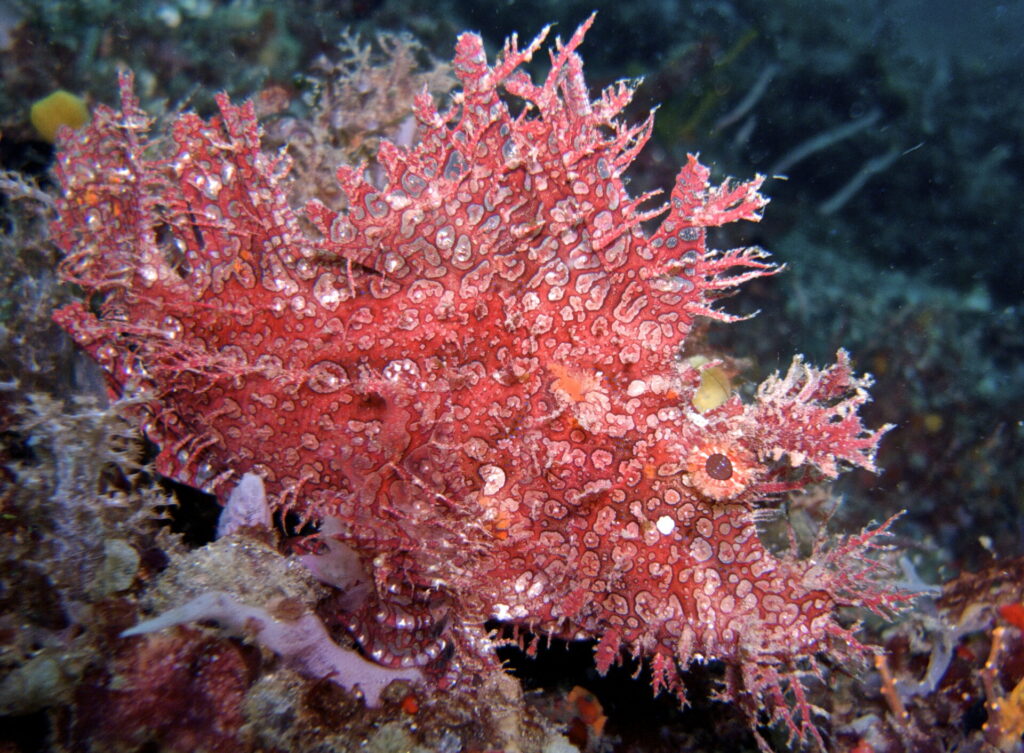 Rhinopia beim Tauchen in der Straße von Lembeh in Sulawesi - Lembeh Strait