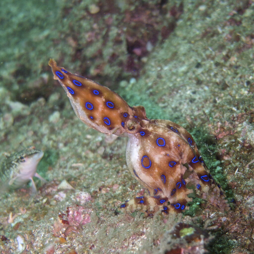 Blauringkrake beim Tauchen in der Straße von Lembeh in Sulawesi - Lembeh Strait