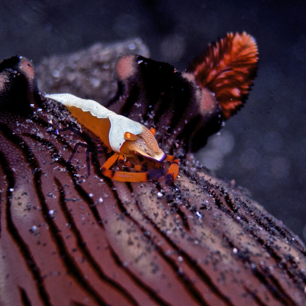 Imperatorgarnele beim Tauchen in der Straße von Lembeh in Sulawesi - Lembeh Strait