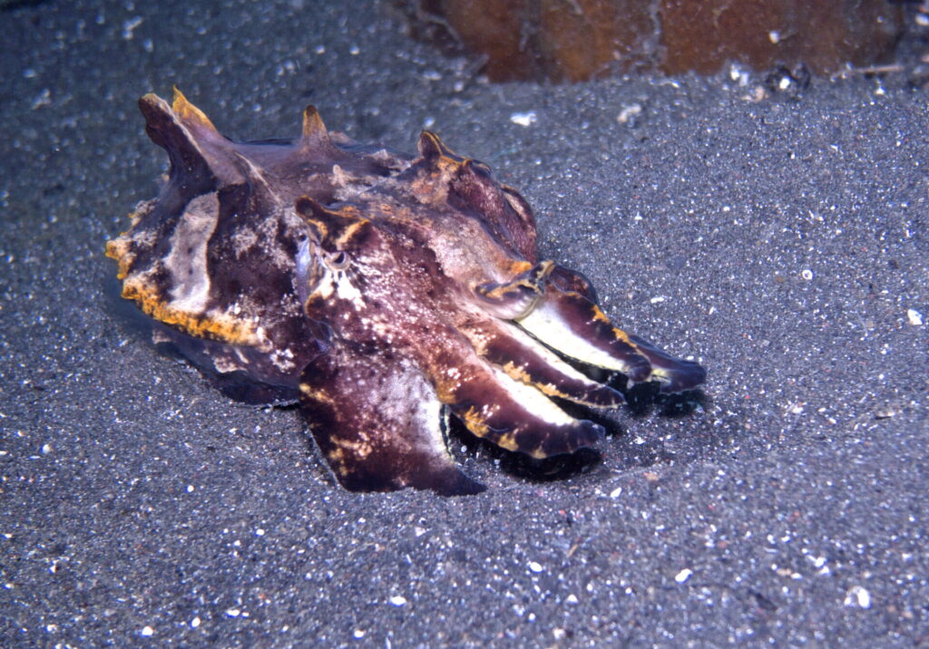 Prachtsepia beim Tauchen in der Straße von Lembeh in Sulawesi - Lembeh Strait