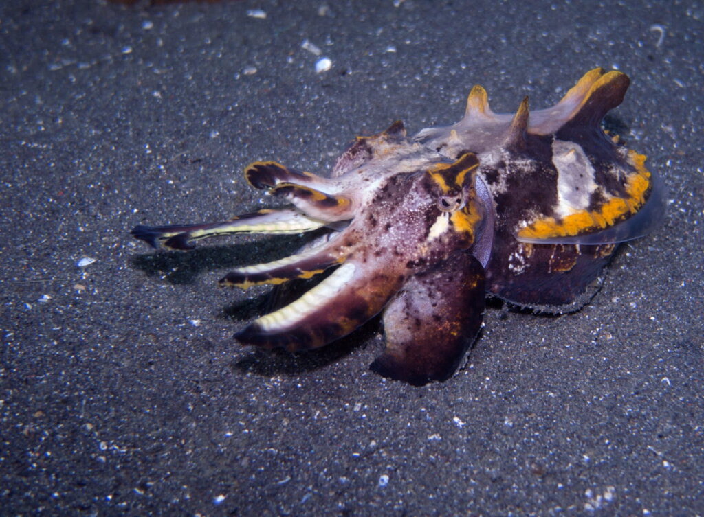 Prachtsepia beim Tauchen in der Straße von Lembeh in Sulawesi - Lembeh Strait