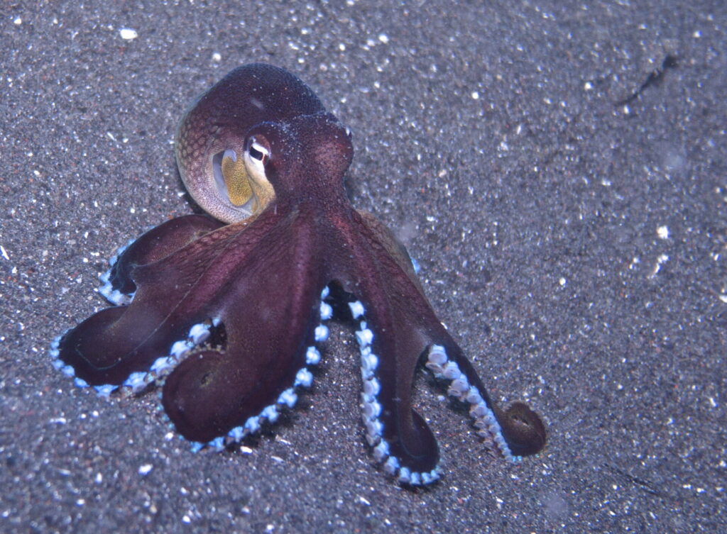 Kokosnussoktopuss beim Tauchen in der Straße von Lembeh in Sulawesi - Lembeh Strait