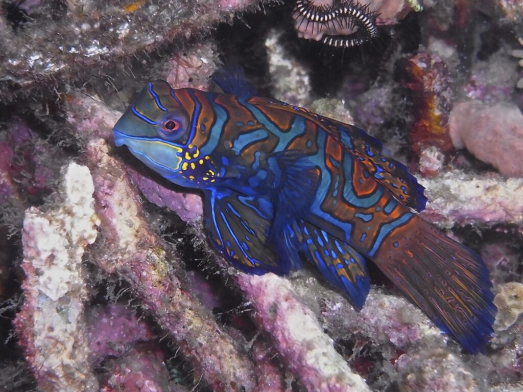 Mandarinfisch beim Tauchen in der Straße von Lembeh in Sulawesi - Lembeh Strait