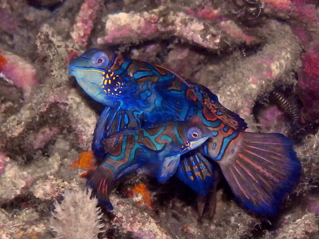 Mandarinfisch beim Tauchen in der Straße von Lembeh in Sulawesi - Lembeh Strait