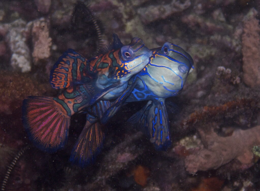 Mandarinfisch beim Tauchen in der Straße von Lembeh in Sulawesi - Lembeh Strait