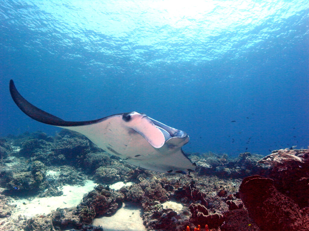Manta Rochen beim Tauchen im Komodo Nationalpark