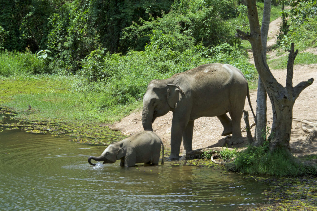 Elephant Conservation Center in Laos