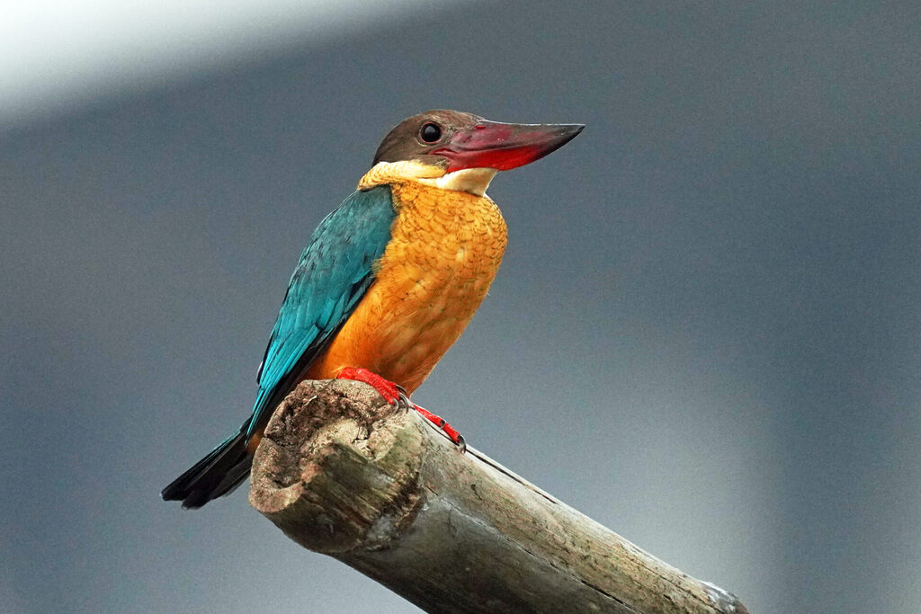 Vogelbeobachtung eines Eisvogels an der Zuari Brücke in Goa - Storchschnabel Eisvogel