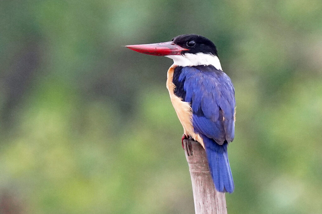 Vogelbeobachtung eines Eisvogels an der Zuari Brücke in Goa in Indien - Schwarzhauben Eisvogel