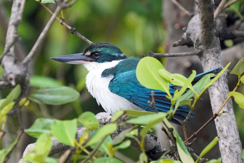 Vogelbeobachtung eines Eisvogels an der Zuari Brücke in Goa in Indien - Halsbandeisvogel