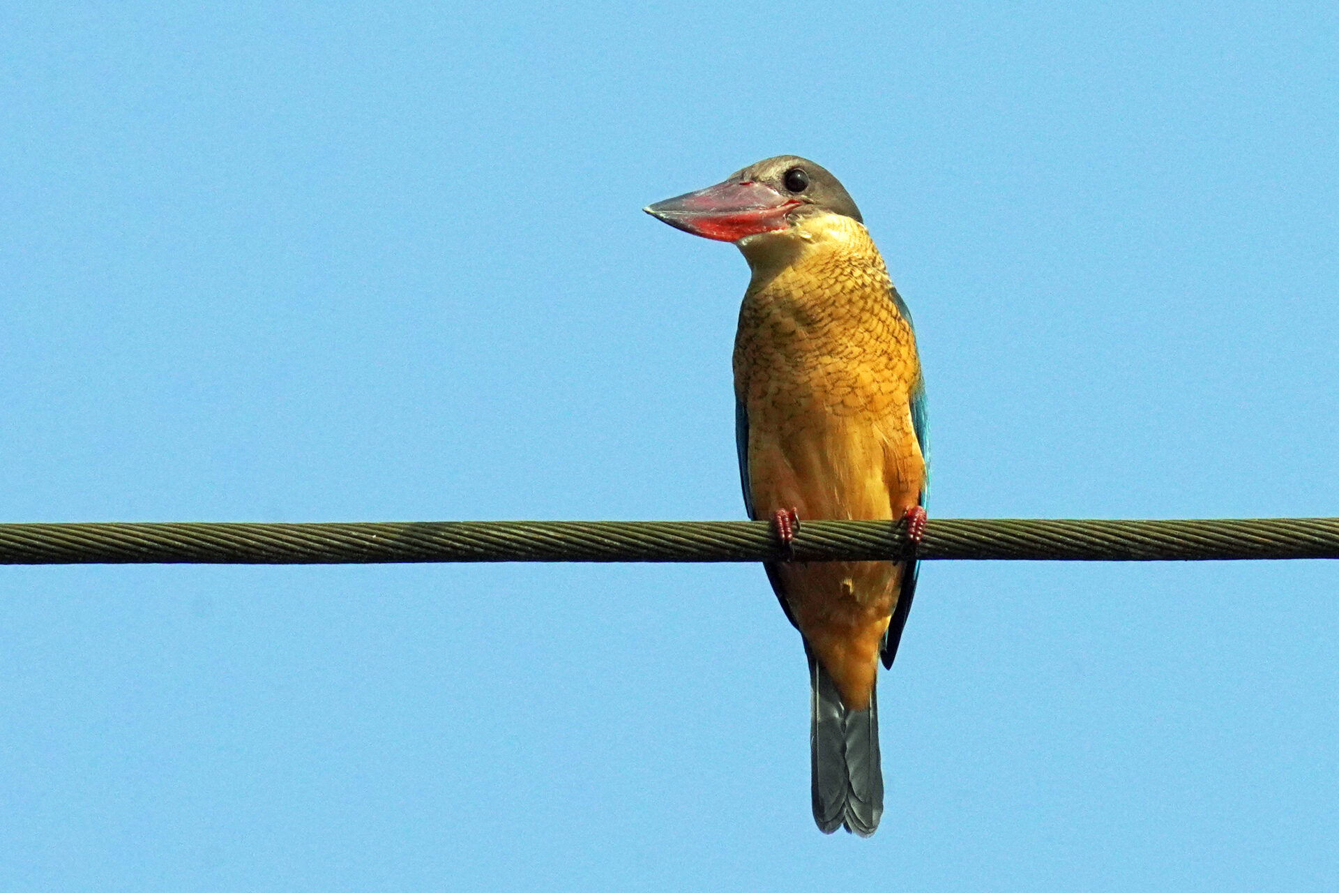 Vogelbeobachtung eines Eisvogels an der Zuari Brücke in Goa in Indien - Storchschnabel Eisvogel