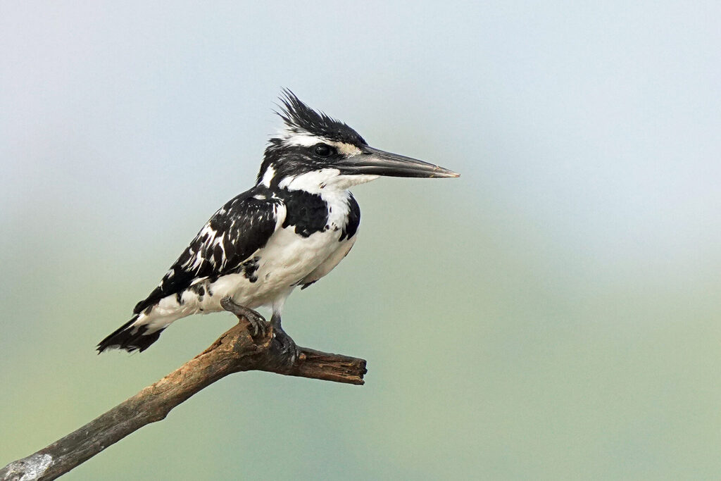 Vogelbeobachtung eines Eisvogels an der Zuari Brücke in Goa in Indien - Graufischer