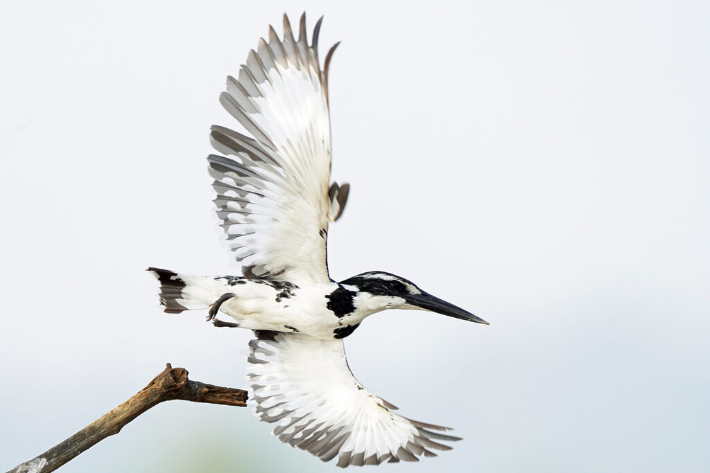 Vogelbeobachtung eines Eisvogels an der Zuari Brücke in Goa in Indien - Graufischer