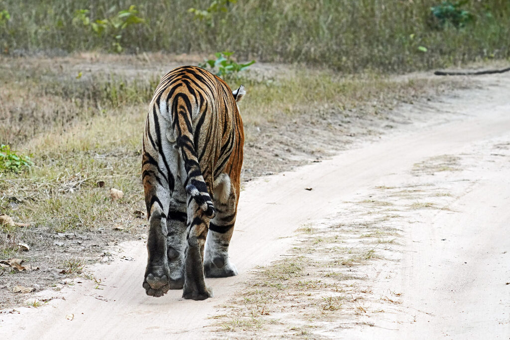 Tiger im dichten Dschungel des Kanha Nationalparks in Indien