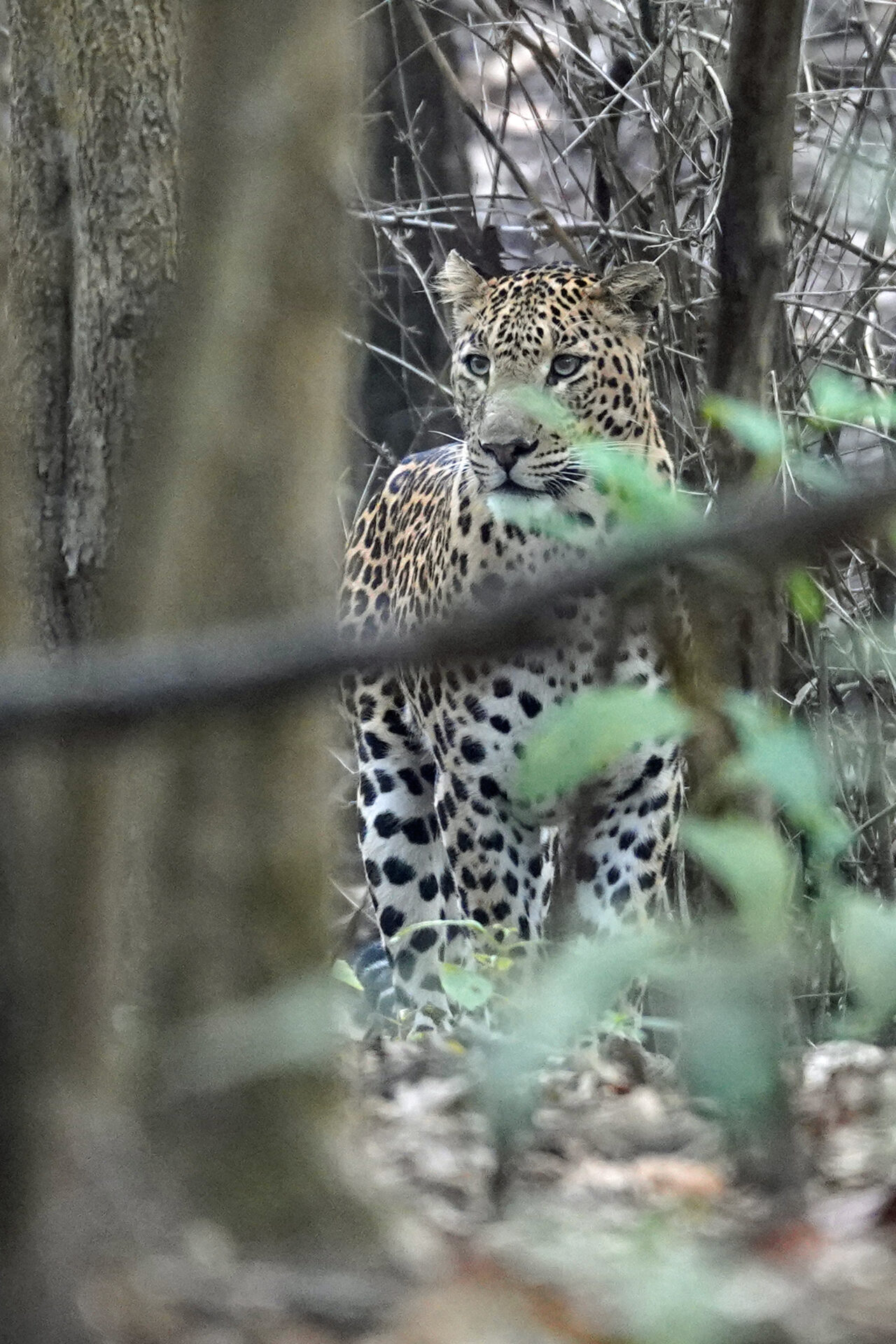 Leopard im dichten Dschungel des Kanha Nationalpark in Indien