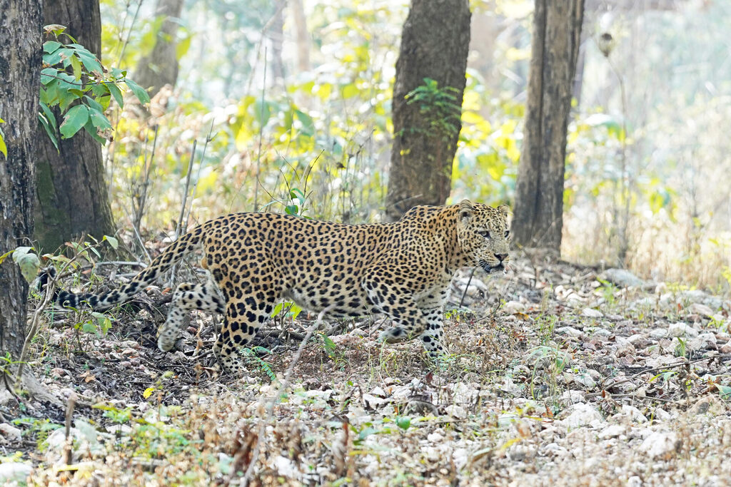 Leopard im Dschungel des Kanha Nationalpark in Indien