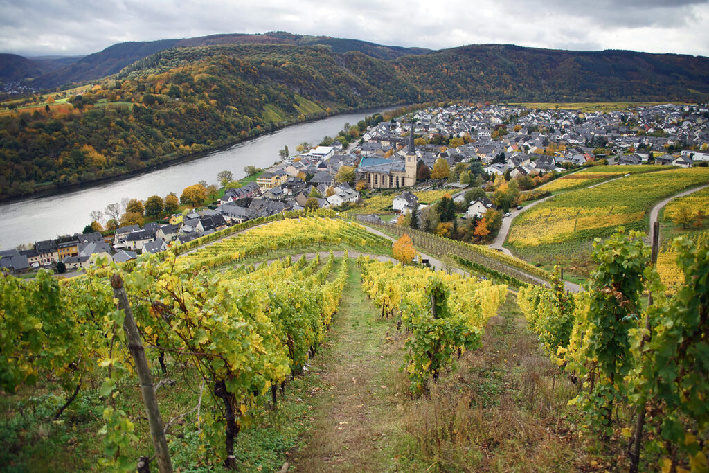 Ein faszinierender Blick durch die Weinberge auf Klöev an der Mosel.