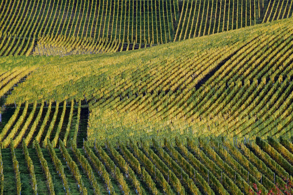Ein satt grüner Weinberg an der Mosel