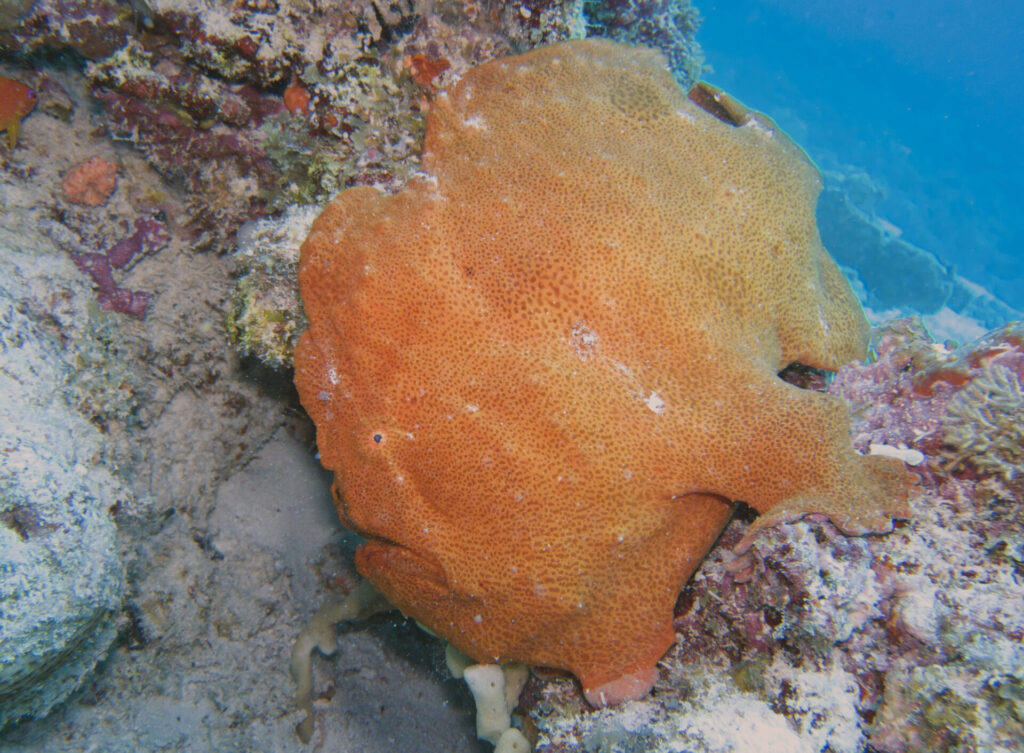 Tauchen auf Sansibar in Tansania - Anglerfisch