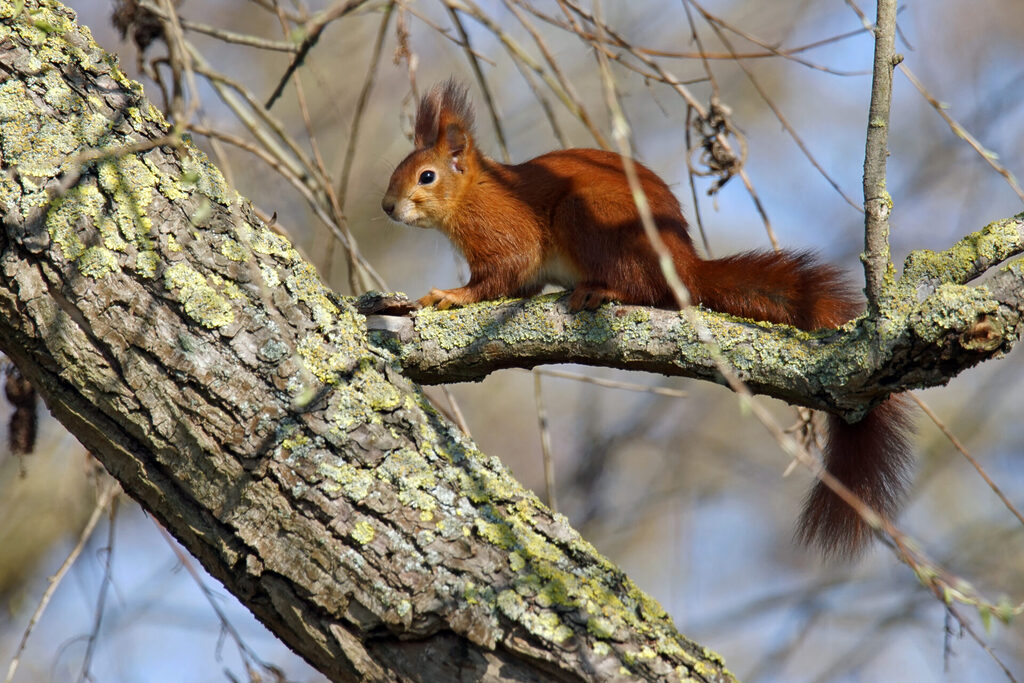 Eichhörnchen in der Wagbachniederung bei Waghäusel