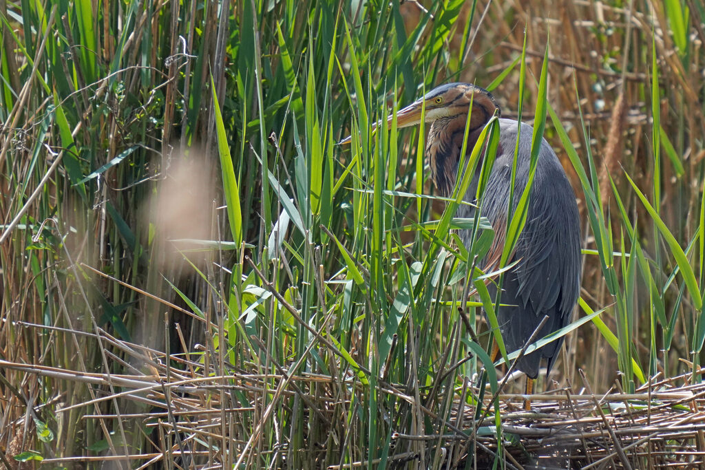 Purpurreiher im Nest in der Wagbachniederung bei Waghäusel