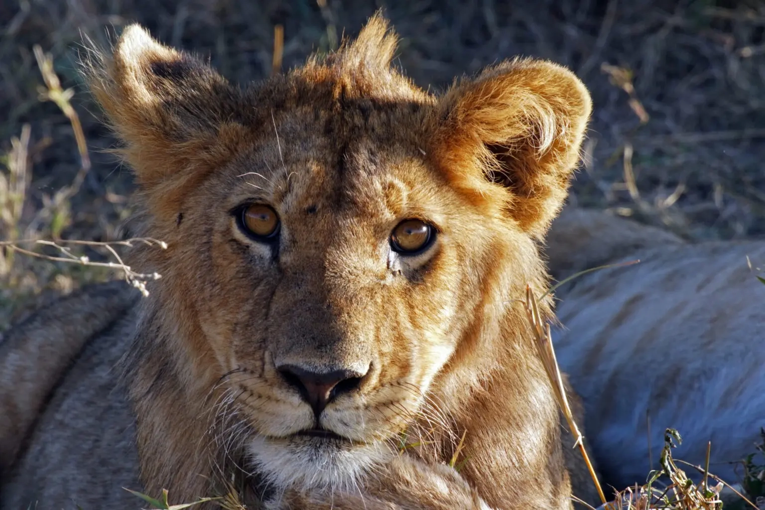 Gro katzen Im Portr t Auge In Auge Mit 5 Majest tischen Und 