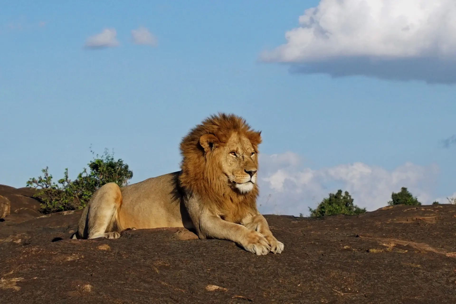 Gro katzen Im Portr t Auge In Auge Mit 5 Majest tischen Und 