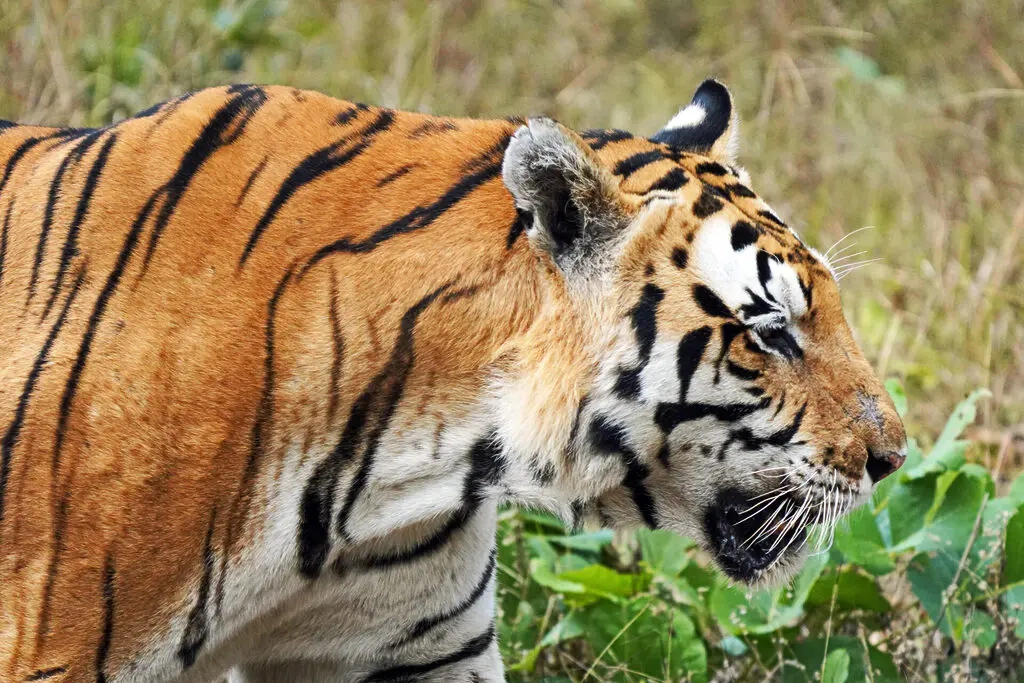 Gro katzen Im Portr t Auge In Auge Mit 5 Majest tischen Und 