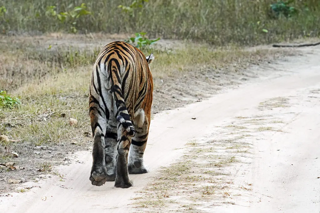 Gro katzen Im Portr t Auge In Auge Mit 5 Majest tischen Und 
