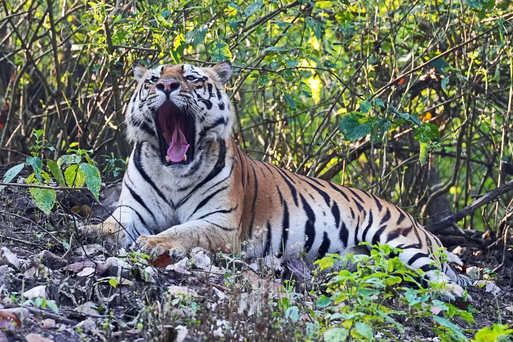 Gro katzen Im Portr t Auge In Auge Mit 5 Majest tischen Und 