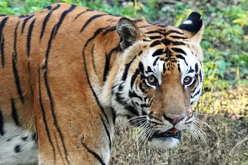 Gro katzen Im Portr t Auge In Auge Mit 5 Majest tischen Und 