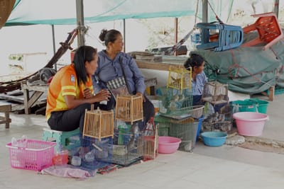 Der Weg zum Elefantentempel in Dan Khun Thot in Thailand