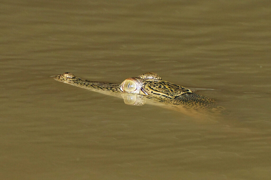 Das Krokodil ist ebenfalls ein Vertreter der Big 5 Borneos am Kinabatangan in Sabah in Malaysia