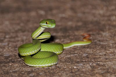 Eine grüne Pit Viper im Isaan in Thailand