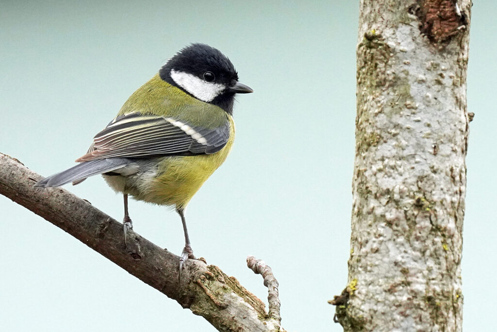 Kohlmeise in unserem Garten in Homburg im Saarland