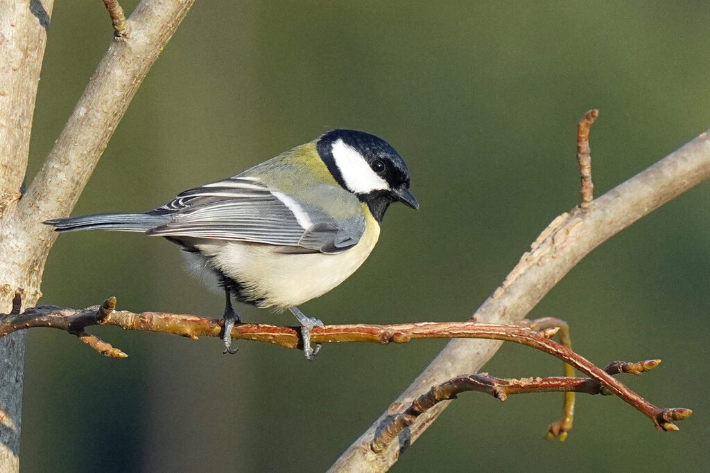 Kohlmeise in unserem Garten in Homburg im Saarland