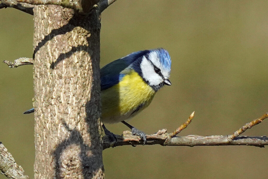 Blaukehlchen in unserem Garten in Homburg im Saarland