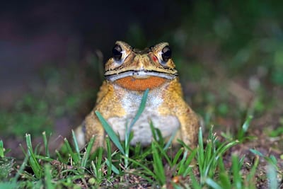 Wie ein Türwächter saß diese Kröte in der Wiese im Isaan in Thailand