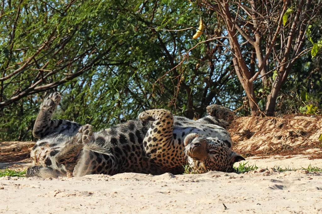 Jaguar in der Flusslandschaft des Pantanal bei Porto Jofre in Brasilien