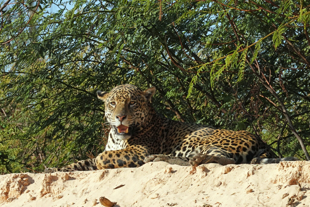Jaguar in der Flusslandschaft des Pantanal bei Porto Jofre in Brasilien