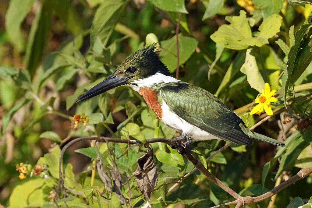 Eisvogel in Porto Jofre im Pantanal in Brasilien - Gr&uuml;nfischer