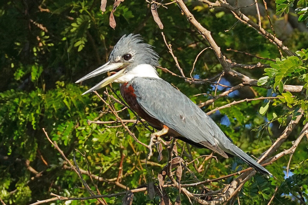 Eisvogel in Porto Jofre im Pantanal in Brasilien - Amazonasfischer