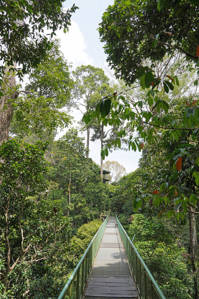 Der Canopy Walk im Rainforest Discovery Centre in Sepilok in Sabah in Malaysia befindet sich in einer H&ouml;he bis zu 28 Metern und ist &uuml;ber 600 Meter lang