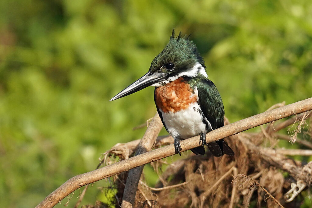 Eisvogel in Porto Jofre im Pantanal in Brasilien - Gr&uuml;nfischer