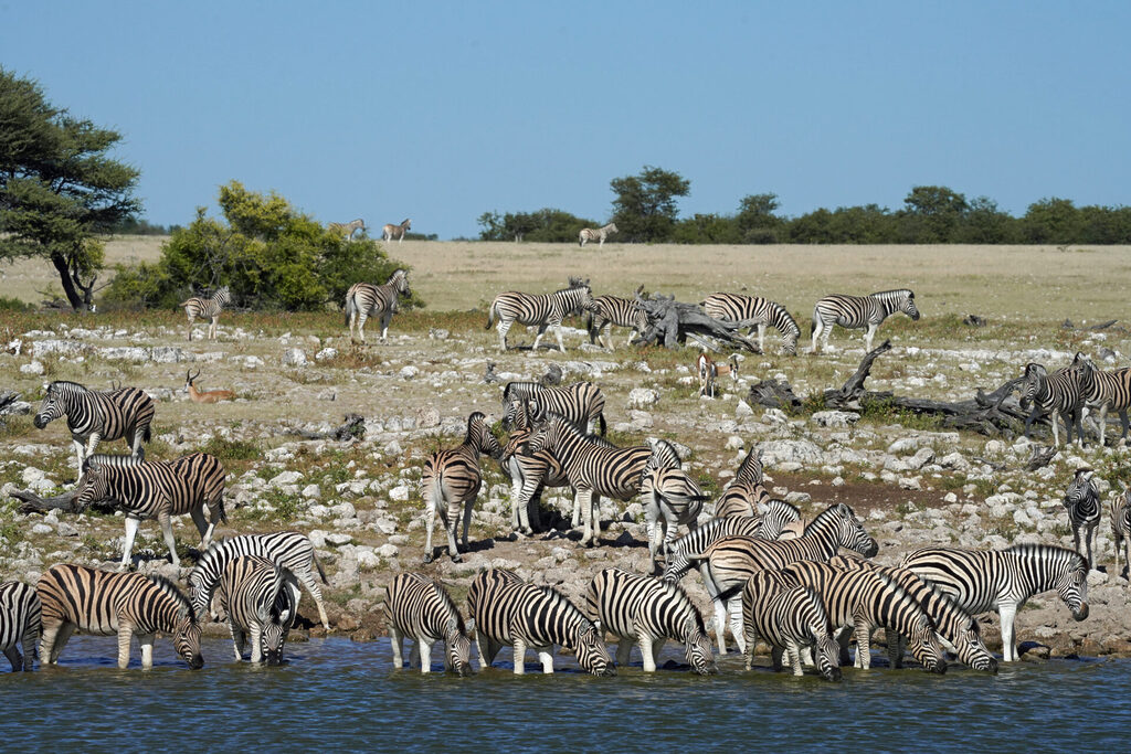 Zebras am Wasserloch der Okaukuejo Lodge im Etosha Nationalpark in Namibia