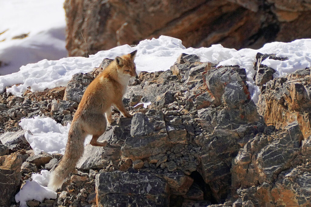 Ein Paar pr&auml;chtige Rotf&uuml;chse im Spiti Valley bei Kibber in Nordindien
