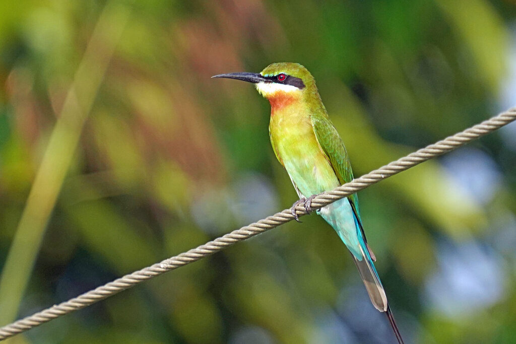 Bienenfresser in Kumarakom am Lake Vembanad in den Backwaters in Kerala in Indien