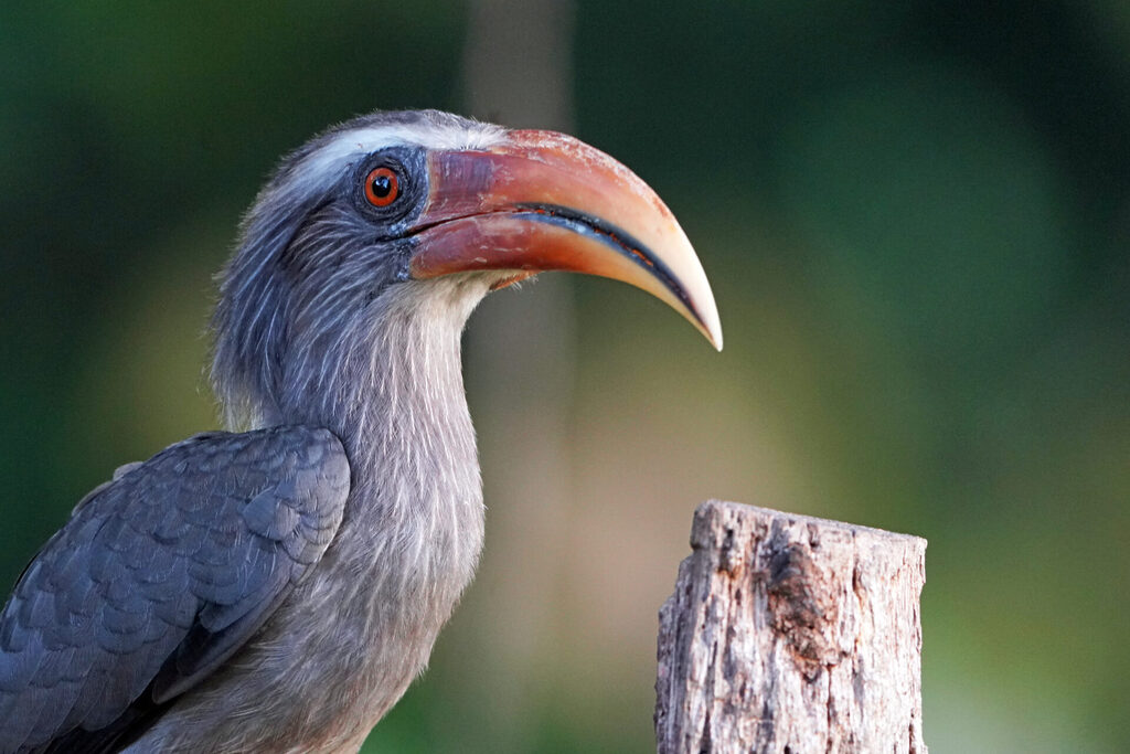 Faszinierendes Bird Watching, hier der Malabar Hornbill, in Thattekad auf dem Gel&auml;nde der Eldhose Birding Lodge